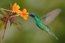 The Ultimate Guide: How to Attract Hummingbirds to Your Yard