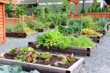 A Beginner’s Guide: Tips for Starting Your First Vegetable Garden